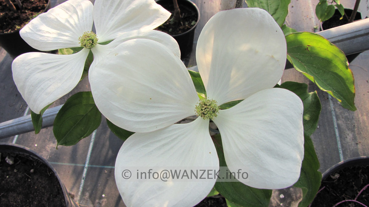 Cornus kousa Venus - Macro2.JPG